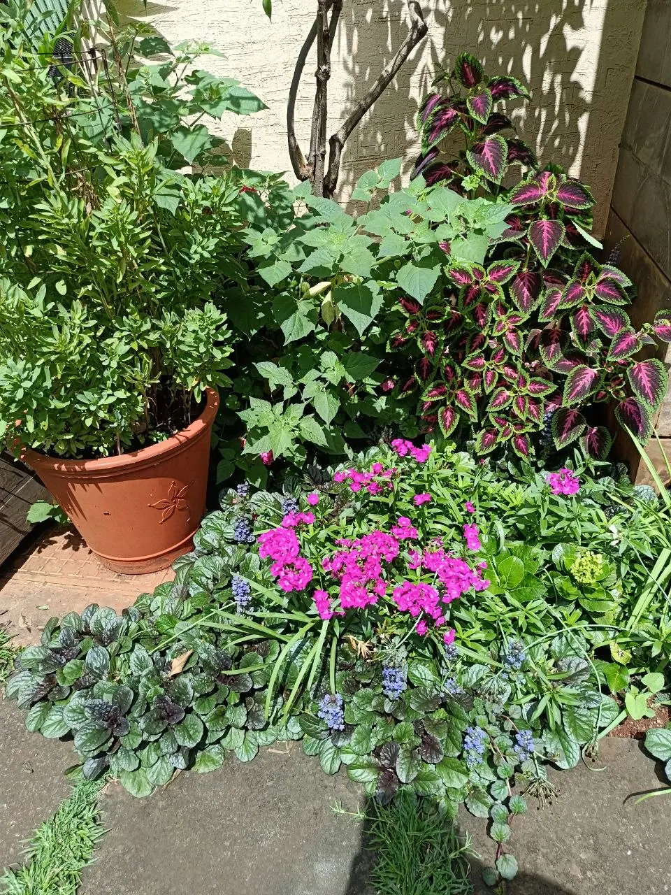 Herb Garden Collection