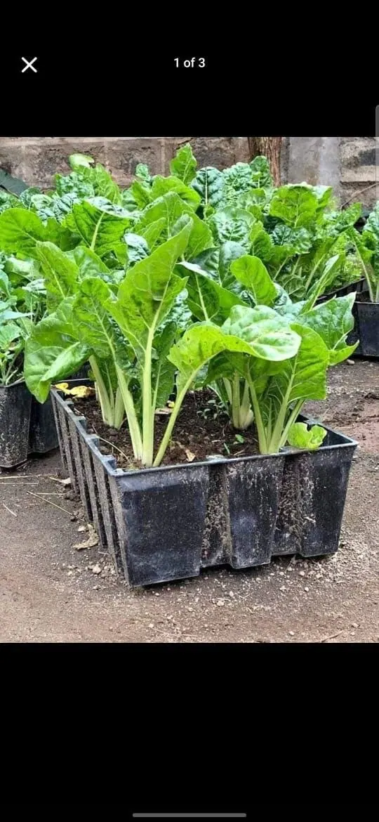 Organic Seedling Pack
