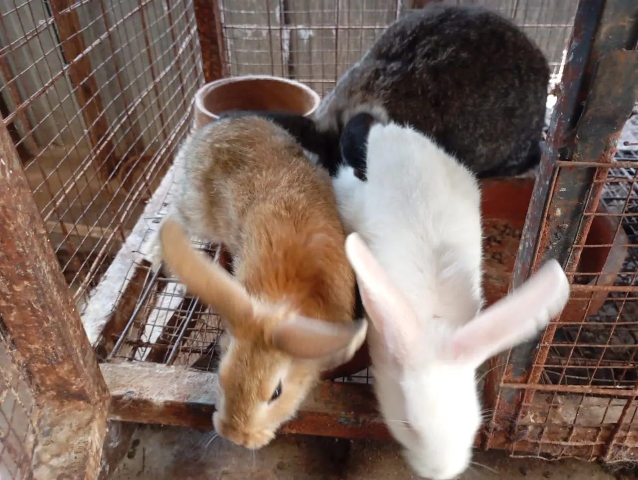 Rabbit Farming 101: Everything You Need to Know