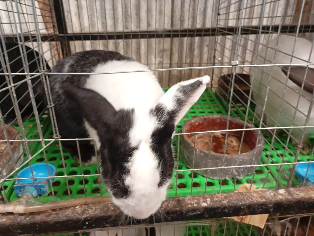 Commercial Rabbit Farm Setup