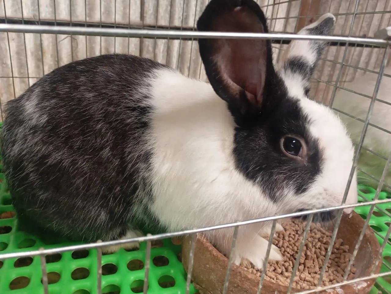 Starter Rabbit Cage (2 Breeders)