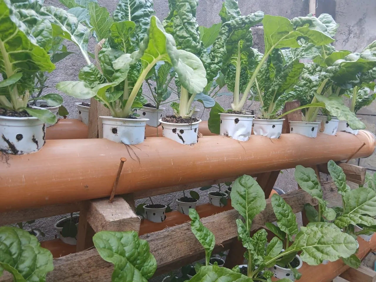 Swiss chard growing in a recycled-pipe vertical garden
