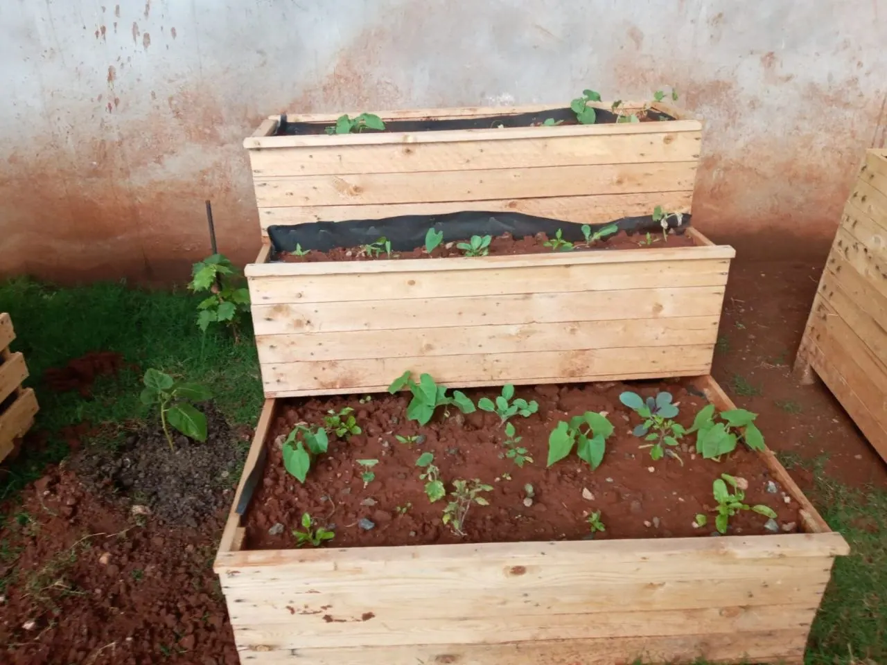 Tiered raised beds built and planted by Shamba Connect