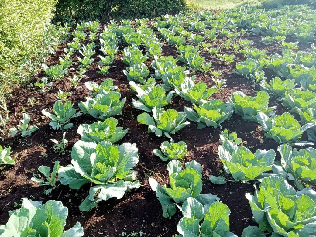 5 Vegetables That Thrive in Nairobi Climate