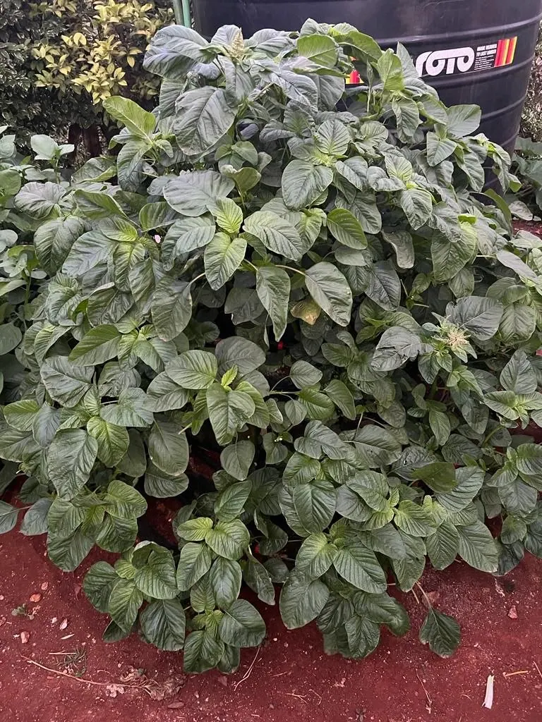 Natural Pest Control Methods for Organic Gardens