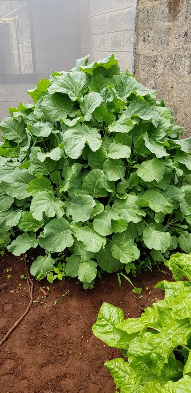 Kale Seedlings (Pack of 20)